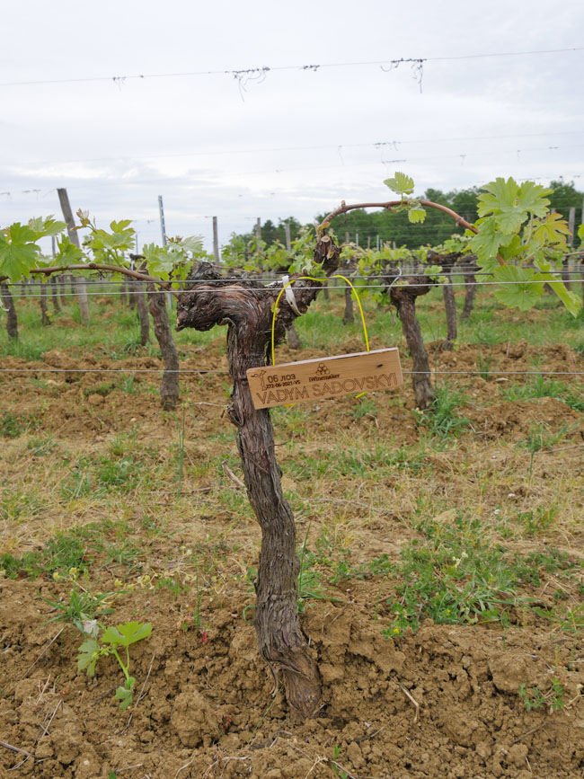 Виноградник на урожай